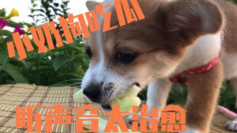 娱乐吃瓜酱去世的小狗,吃瓜酱离世，网友泪目