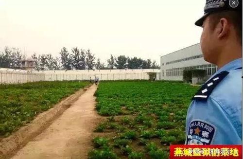 娱乐吃瓜酱燕城监狱