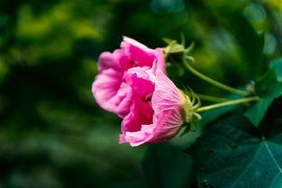 娱乐吃瓜酱洋桔梗,揭秘明星背后的花絮故事