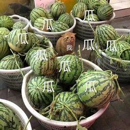 吃瓜娱乐号怎么做,如何轻松成为热门话题制造者